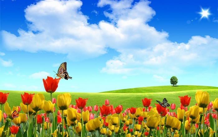 Bright Tulip Field Under Sunny Blue Sky