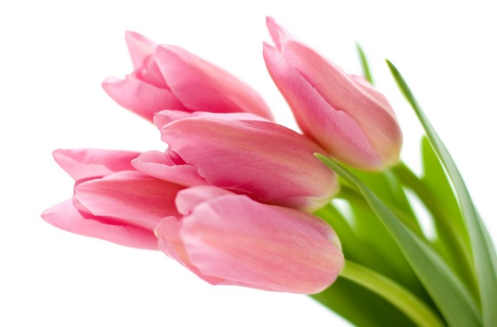 Pink tulips on a white background