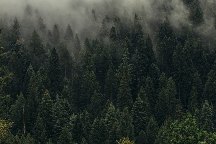 Dense forest shrouded in fog
