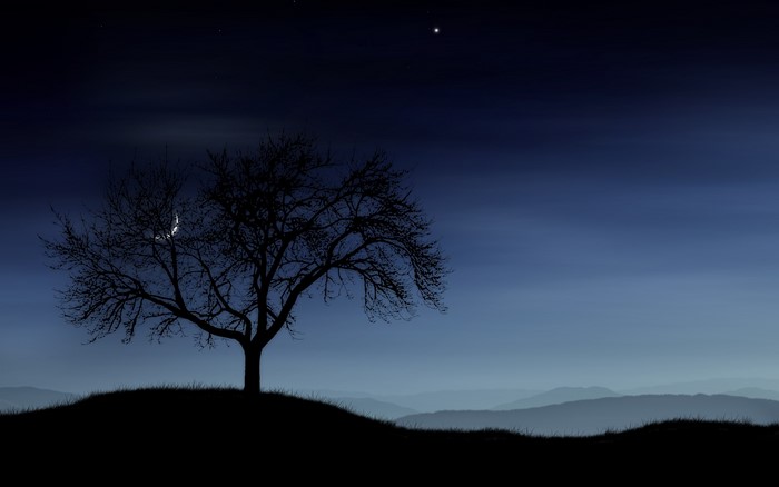 Silhouette of a bare tree under a starry night sky