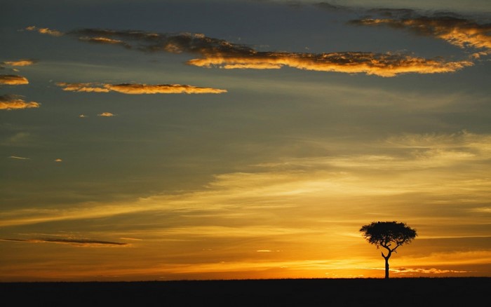 Silhouette of a lone tree against a sunset sky