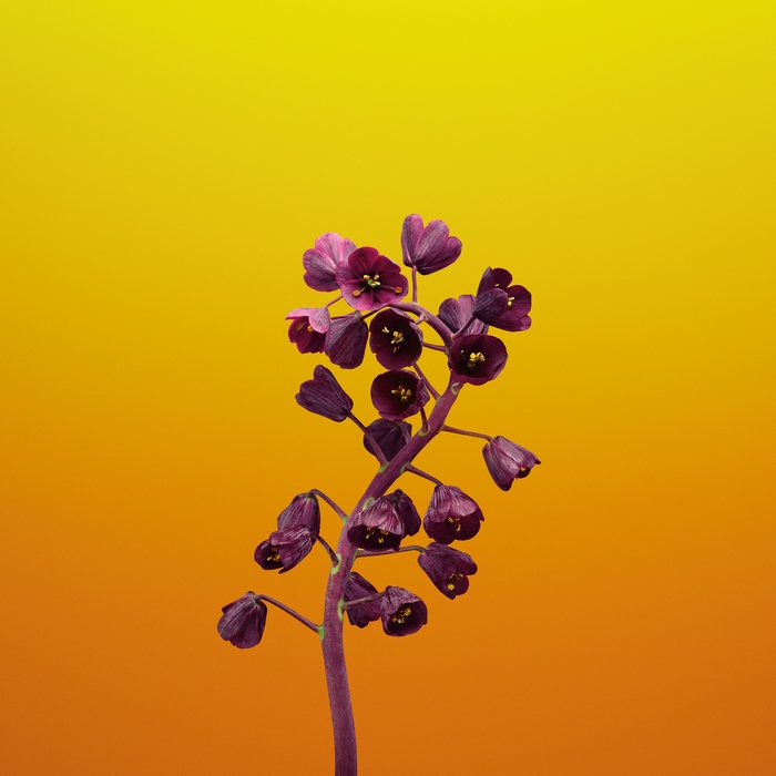 Purple flowers on a yellow and orange gradient background