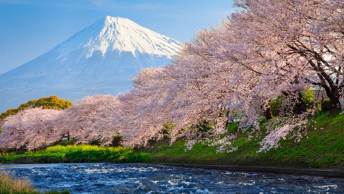 Mount Fuji with Cherry Blossoms and River