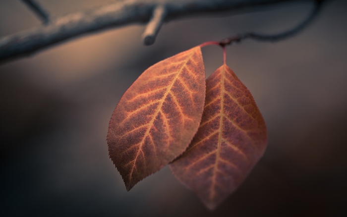 Two autumn leaves on a branch