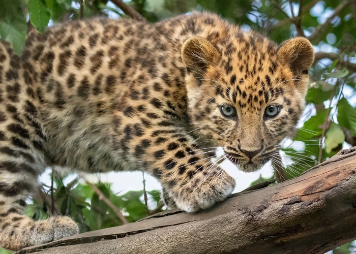 Curious Leopard Cub on Tree Branch