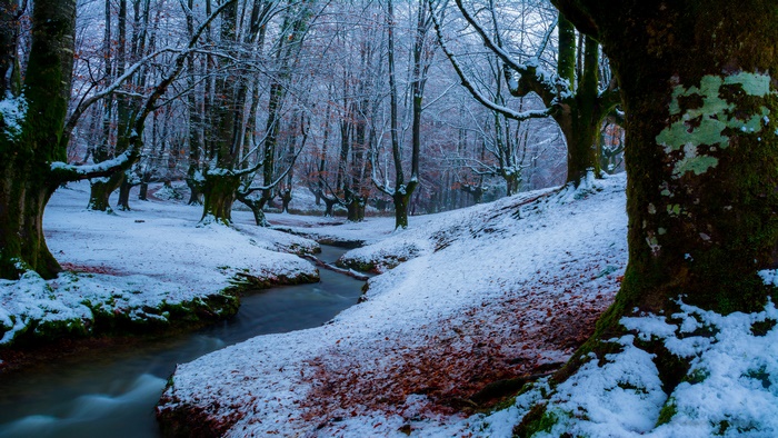 Snowy stream flowing through a winter forest