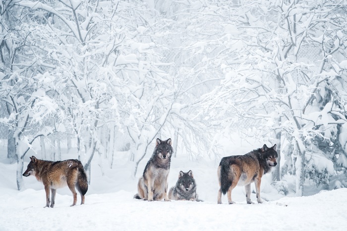 Wolves in a snowy forest during winter