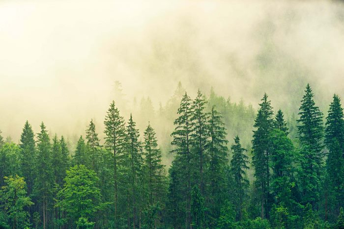 Misty forest with tall evergreen trees