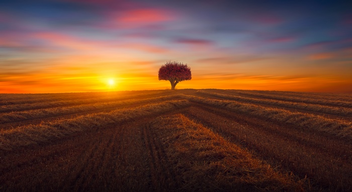 Solitary Tree in Sunset Field 4K