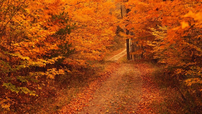 Autumn forest path with fallen leaves