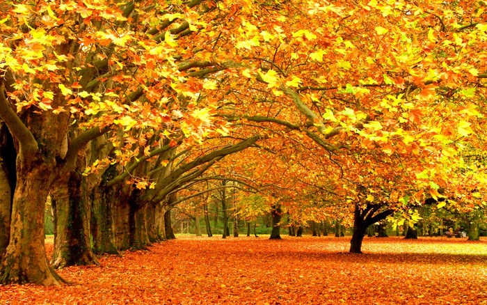 Autumn trees with golden leaves and fallen leaves on the ground