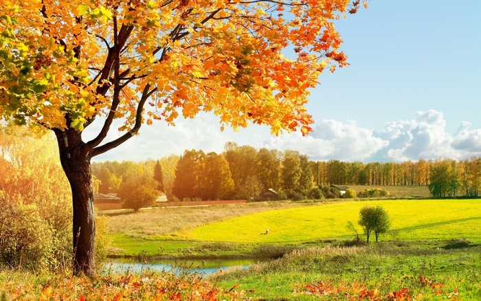 Autumn Landscape with Maple Tree and Fields