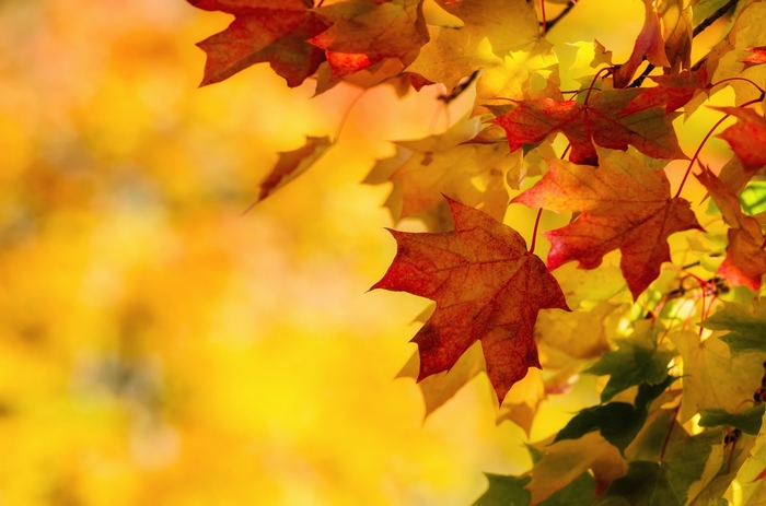 Autumn Maple Leaves in Sunlight