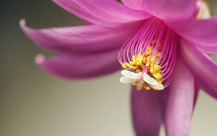 Close-up of a pink Christmas cactus flower
