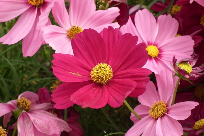 Pink and Magenta Cosmos Flowers