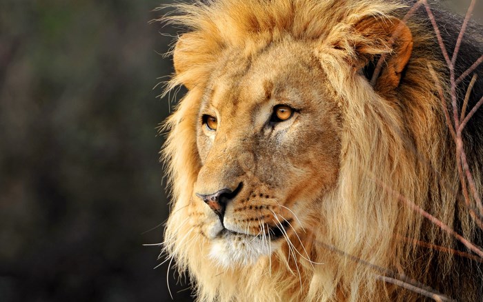 Close-up of a male lion's face