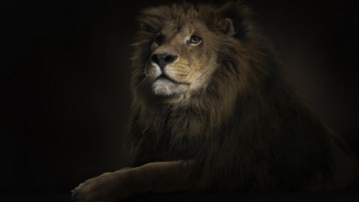 Lion with mane looking up