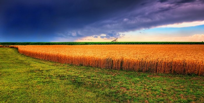 Wheat Field Under Stormy Sky