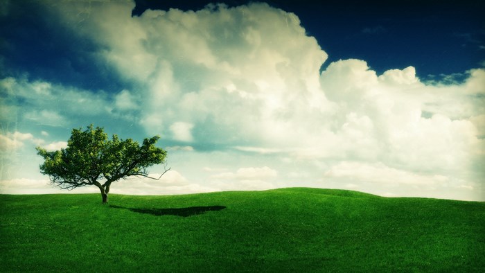 Lone tree on a grassy hill under a cloudy sky