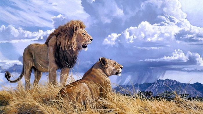 Male and female lions in tall grass with stormy sky