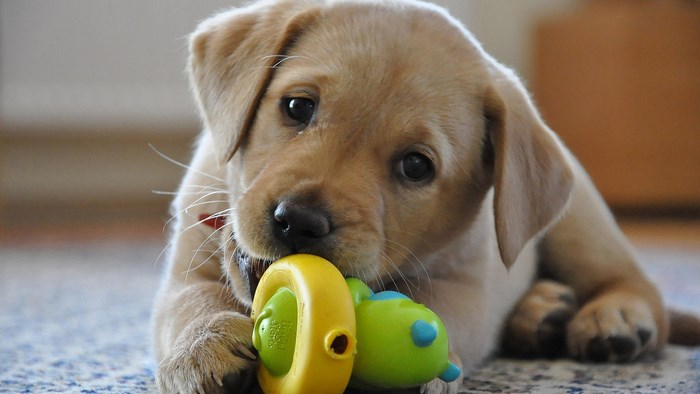 Yellow Labrador puppy chewing a toy