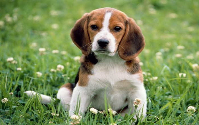 Beagle puppy sitting in a grassy field