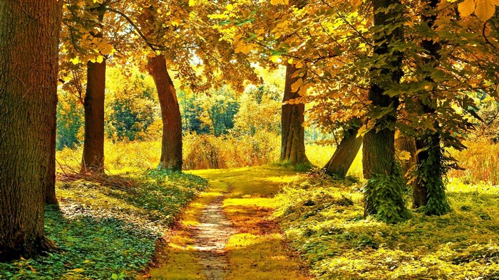 Autumn forest path with golden trees