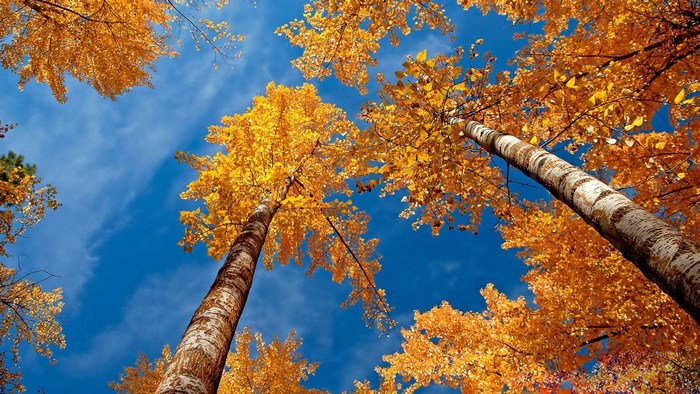 Looking up at autumn trees with golden leaves