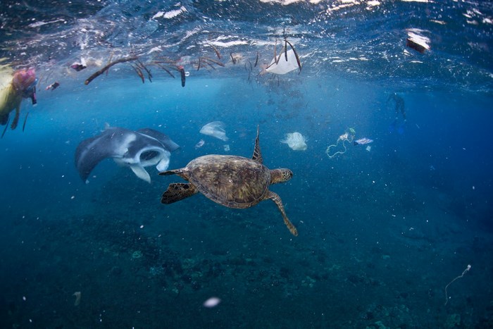 Sea turtle and manta ray swim in polluted ocean