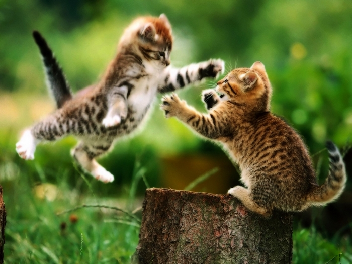 Two kittens playing in the grass
