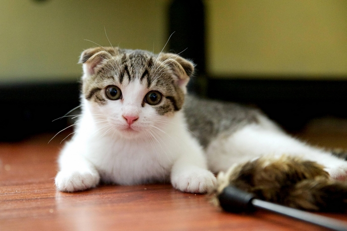 Scottish Fold Kitten with Toy