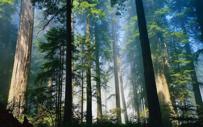 Redwood Forest Sunlight