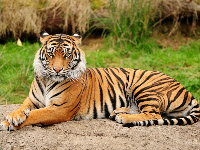 Tiger lying on the ground