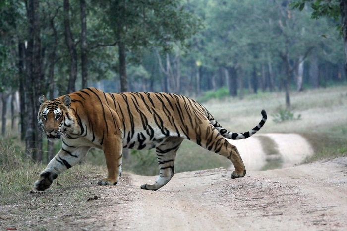 Tiger walking on a dirt road in a forest