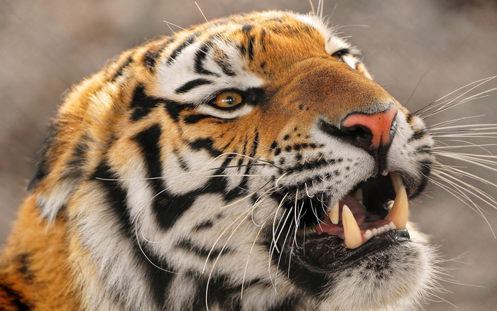 Tiger showing its teeth