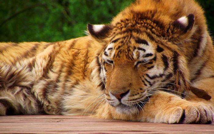 Tiger sleeping on wooden planks