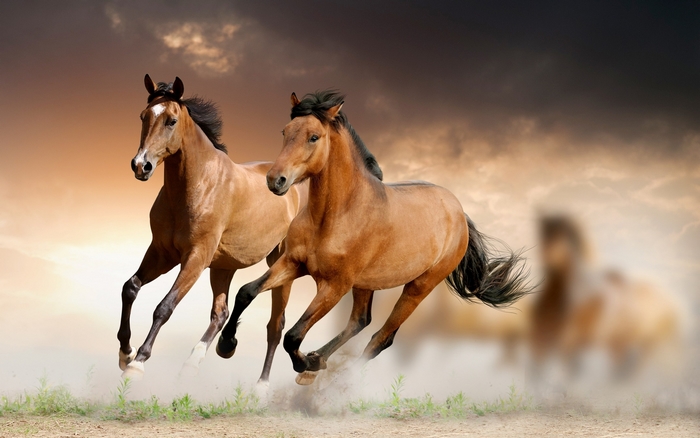 Two brown horses running in a dusty field