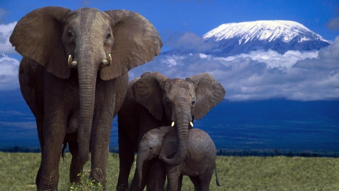 Elephants in front of Mount Kilimanjaro