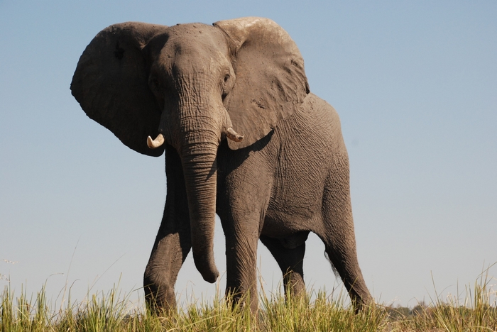 Elephant standing in tall grass