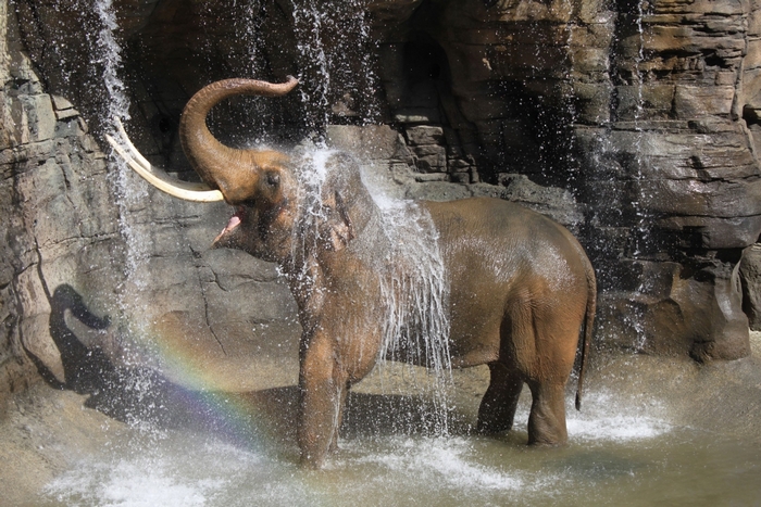 Elephant spraying water under a waterfall