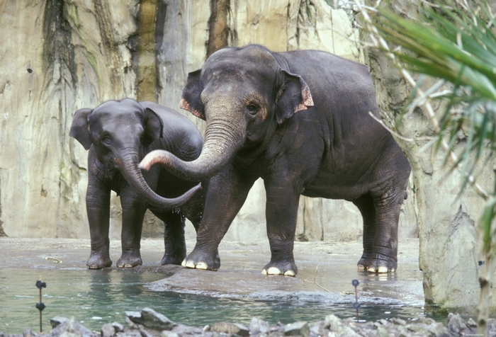 Two elephants by a pool of water