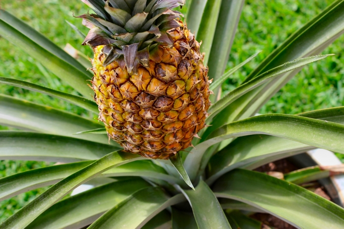 Pineapple growing on plant