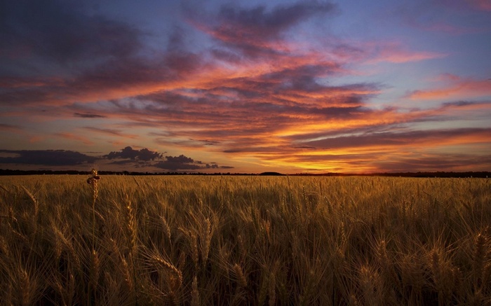 Wheat field at sunset with colorful clouds