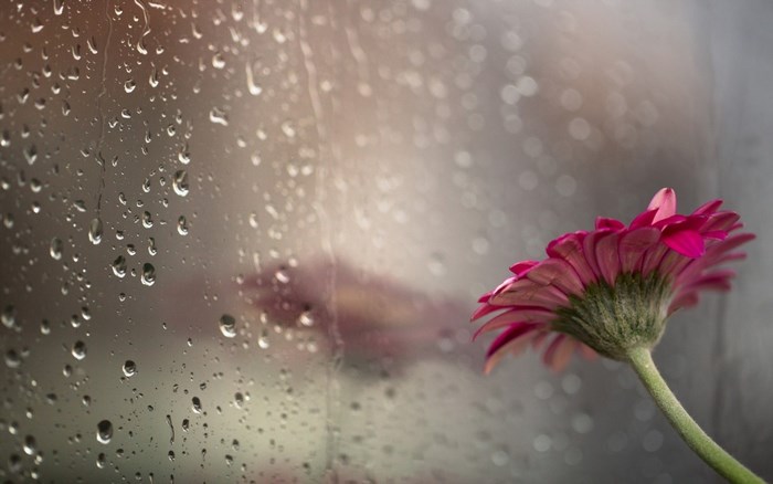 Raindrops on Window with Pink Gerbera Daisy