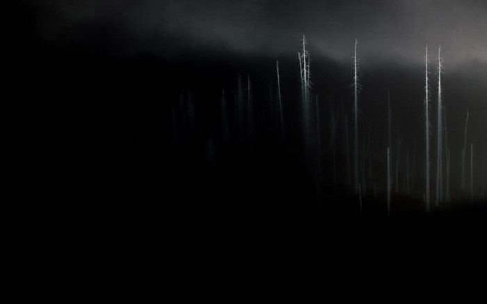 Dark forest with dead trees in fog