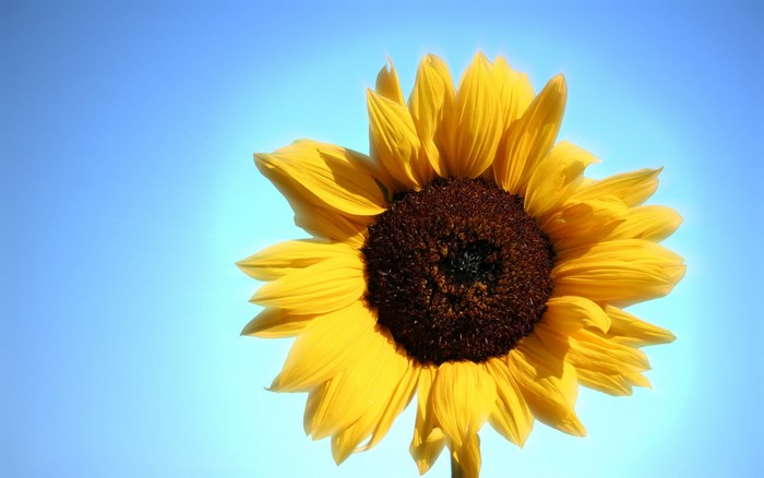 Sunflower against a bright blue sky