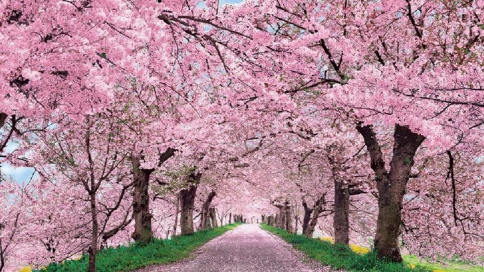 Cherry Blossom Trees Lining a Pathway