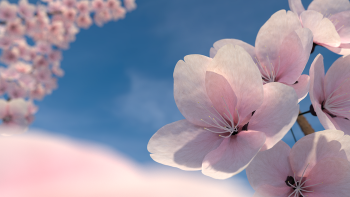 Cherry blossoms against a blue sky