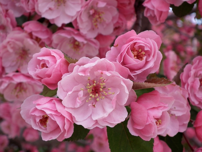 Pink cherry blossoms in bloom
