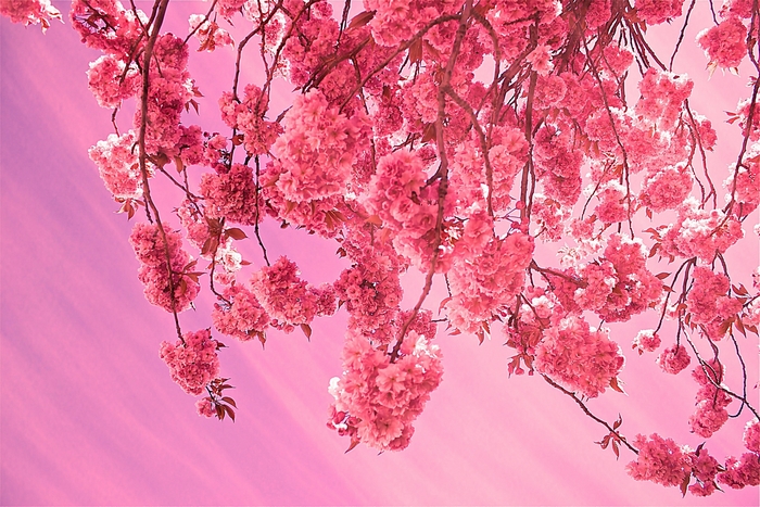 Cherry blossoms against a pink sky